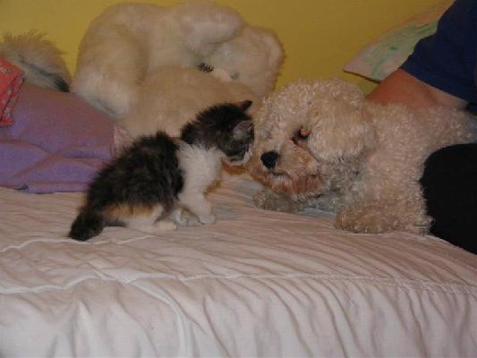 Riley and Abby Dec 2004 010 (Large).jpg